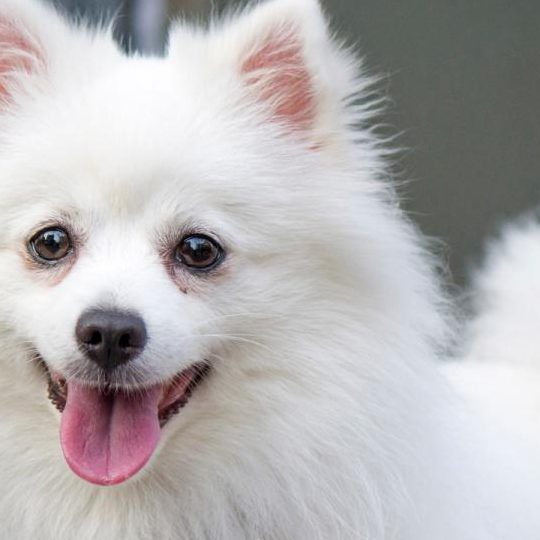 conoce las razas de perros blancos pequenos de pelo corto