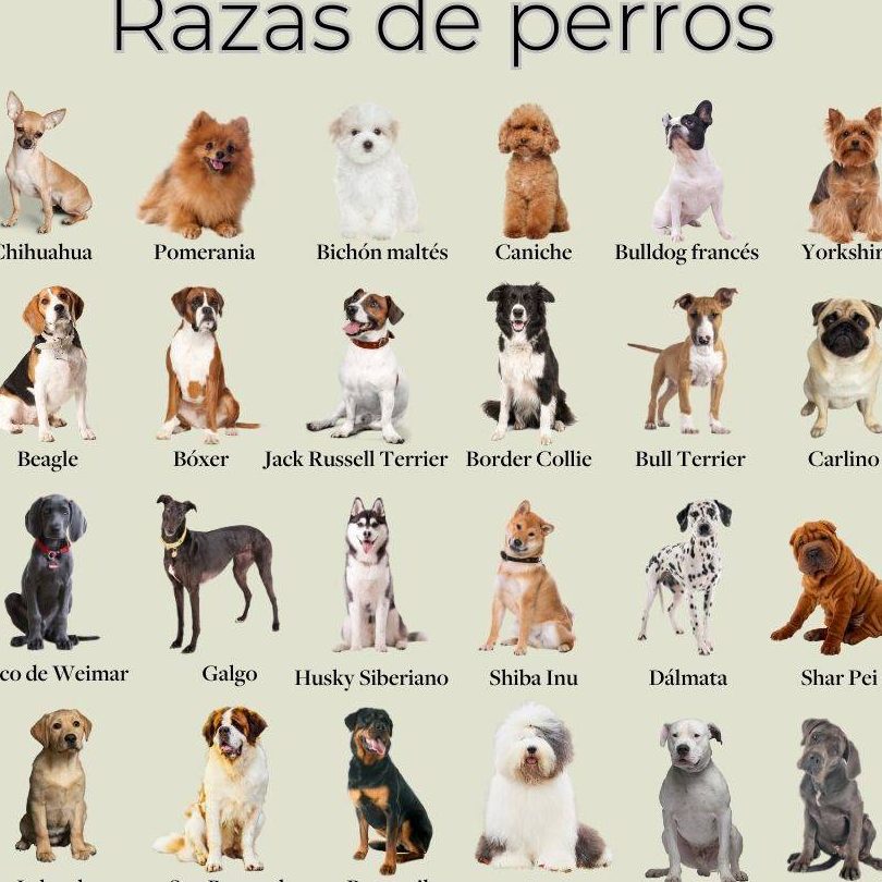 descubre las razas de perros blanco negro y marron caracteristicas y cuidados