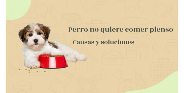 por que mi perro no come pienso causas y soluciones efectivas